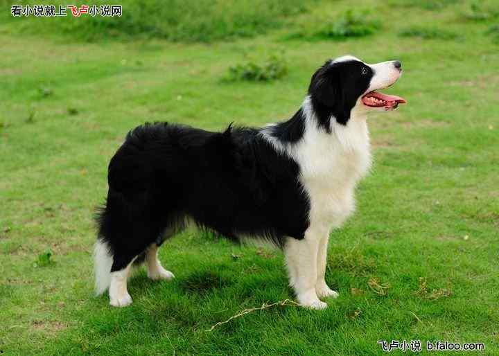 娱乐吃瓜酱边牧